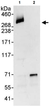 Numa Antibody Ab241470  Immunoprecipitation Img126503