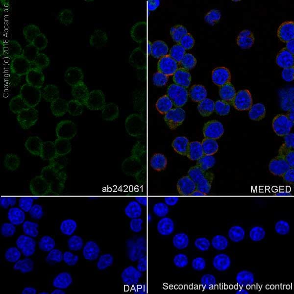 Anti-Proteasome 20S LMP2 antibody [EPR22042](AB242061)