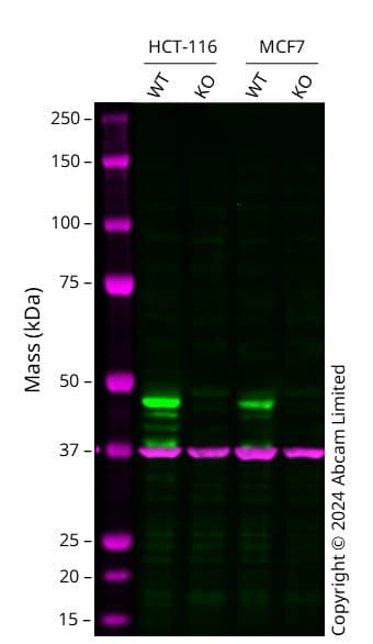 Anti-Cyclin E1 antibody [EPR194] - BSA and Azide free(AB208695)