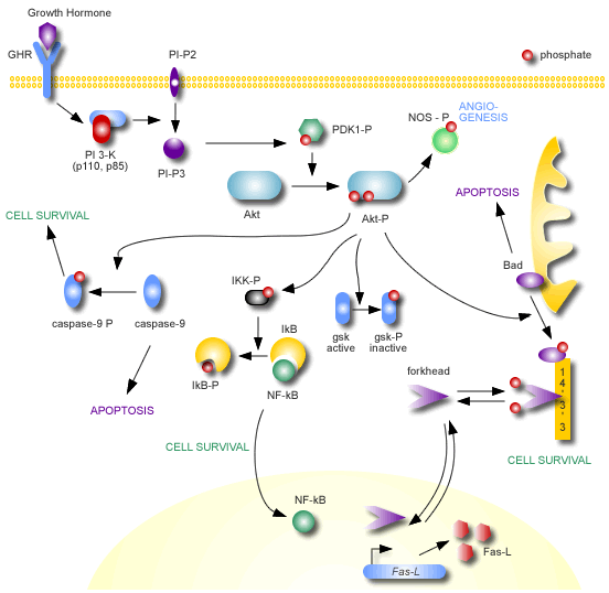 Anti-pan-AKT antibody(AB8805)