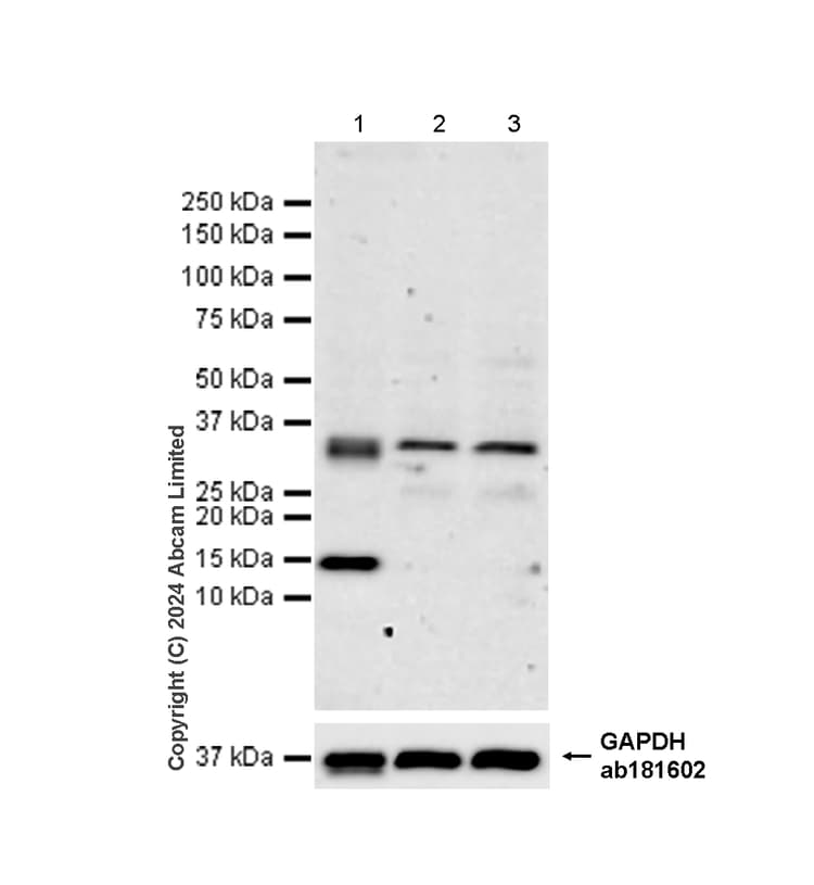 Natriuretic Peptides A Antibody Epr22089 283 Ab225844  Western Blot Img444569