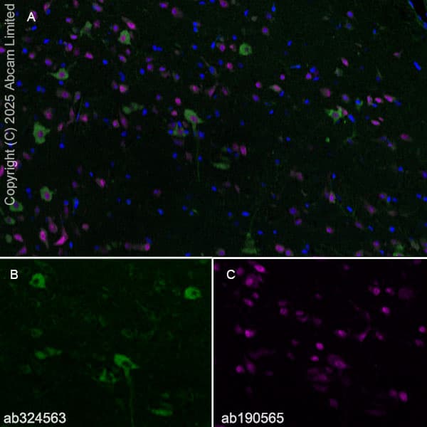 Alexa Fluor® 647 Anti-NeuN antibody [EPR12763] - Neuronal Marker(AB190565)