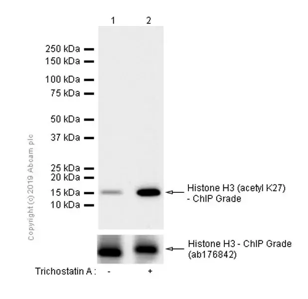 Anti-Histone H3 (acetyl K27) antibody [EP16602] - ChIP Grade(AB177178)