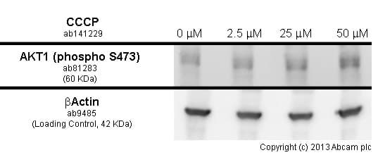 CCCP, Mitochondrial oxidative phosphorylation uncoupler(AB141229)