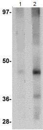 Anti-LXR alpha antibody(AB106464)