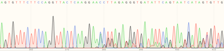 Human POMK knockout HEK-293T cell line(AB267313)