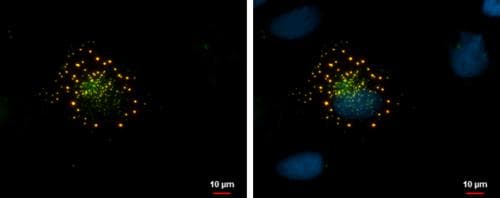 Anti-mCherry antibody(AB183628)