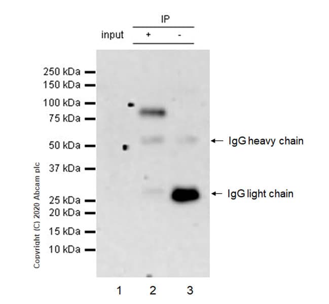 Bmal1 Antibody Epr20906 14 Ab235577  Immunoprecipitation Img12126