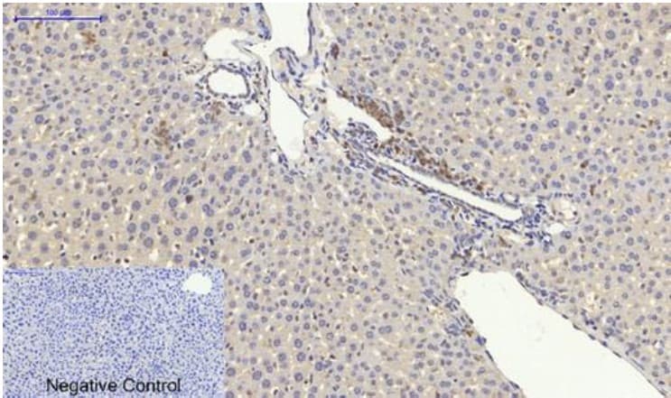 Anti-p53 antibody(AB131442)