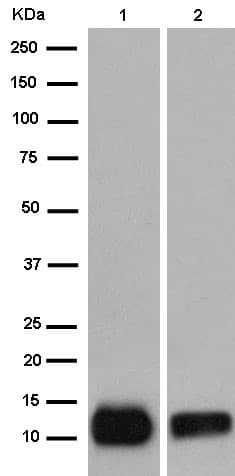 Ramp4 2 Antibody Epr14338 Ab184571  Western Blot Img154844