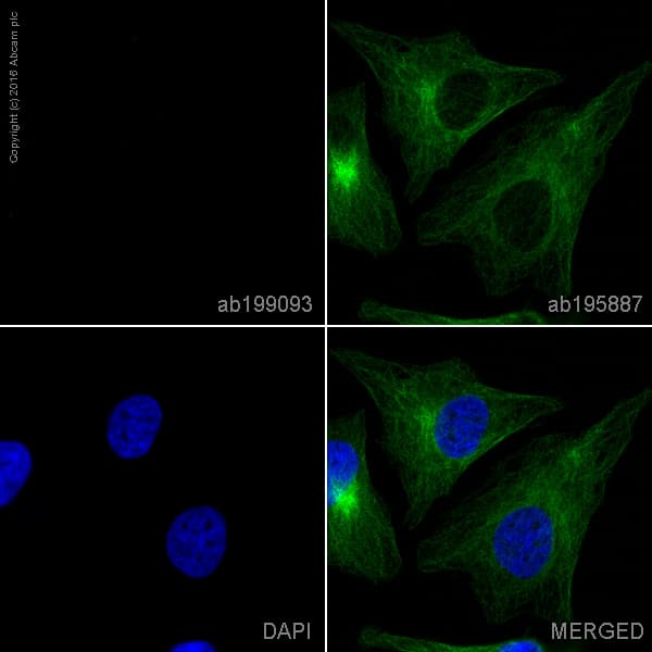 Alexa Fluor® 647 Rabbit IgG, monoclonal [EPR25A] - Isotype Control(AB199093)