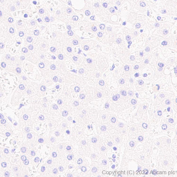 Anti-IRF8 antibody [EPR26382-10] - BSA and Azide free(AB306553)