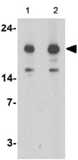Anti-NRAS antibody(AB167136)