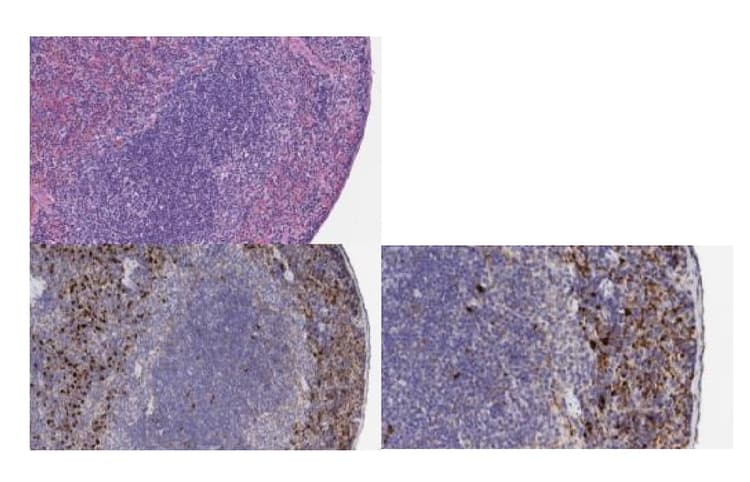 Anti-FGFR2 antibody(AB235277)