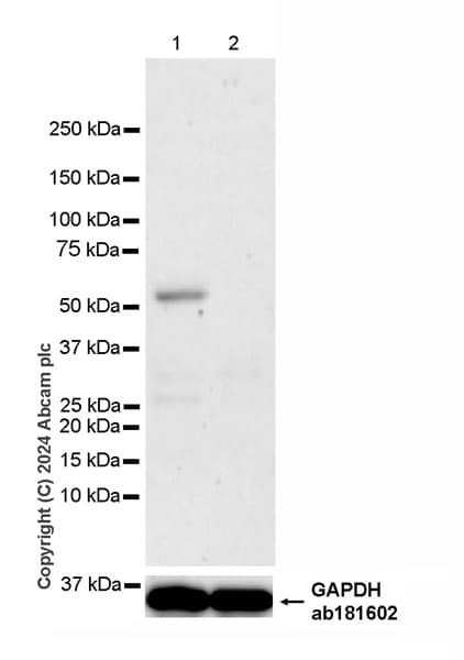 Anti-Lck (phospho Y394) antibody [EPR27974-93](AB318960)