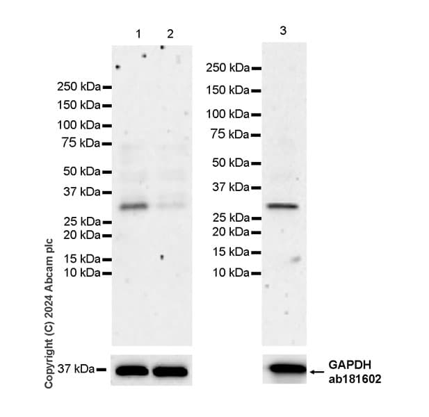 Pnad Antibody Epr28215 189 Ab318270  Western Blot Img433040