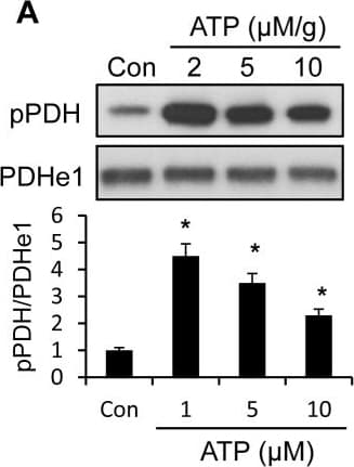 Anti-PDHA1 antibody [9H9AF5](AB110330)