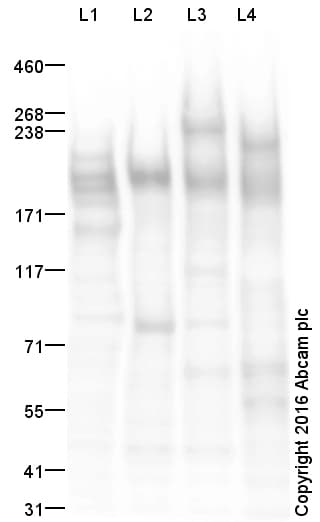 Anti-CD45 antibody(AB10558)