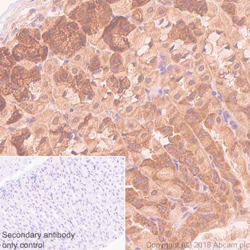 Anti-eIF4E antibody [Y448] - BSA and Azide free(AB240923)
