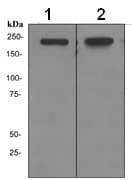 Anti-BRG1 antibody [EPR3912](AB108318)