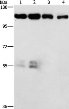 Cdk11a Cdk11b Antibody Ab198813  Western Blot Img116855