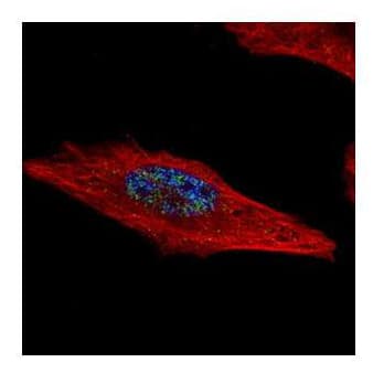 Hexim2 Antibody Ab127710  Immunocytochemistry Immunofluorescence Img60572