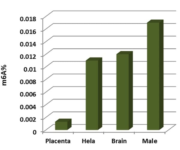m6A DNA Methylation Assay Kit (Colorimetric)(AB233488)