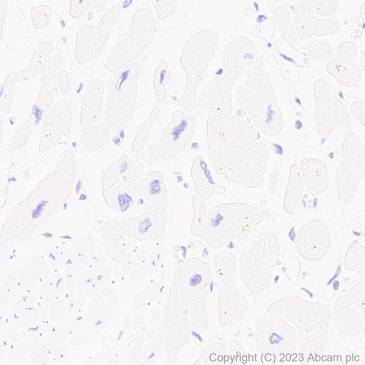 Anti-TMEM119 antibody [RM1075] - BSA and Azide free(AB314915)