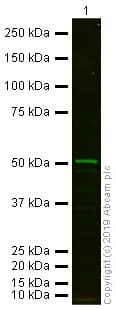 Anti-beta Tubulin antibody - Loading Control(AB6046)