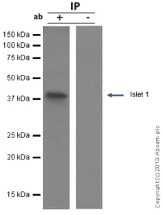 Anti-Islet 1 antibody [EP4182] - Neural Stem Cell Marker(AB109517)