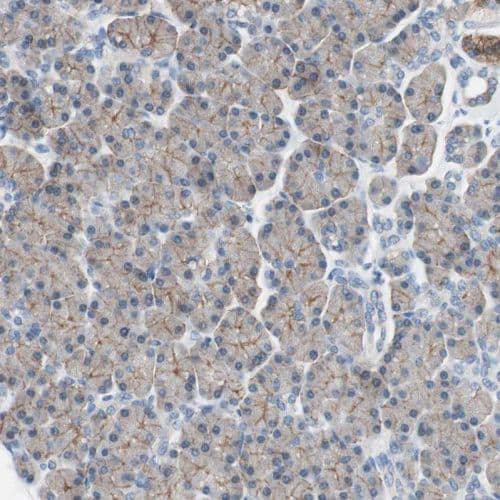 Anti-Villin antibody(ab244291)