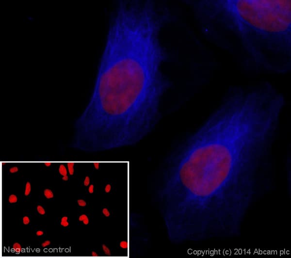 Donkey Rabbit Igg H L Alexa Fluor 405 Preadsorbed Ab175648  Immunocytochemistry Immunofluorescence Img45497