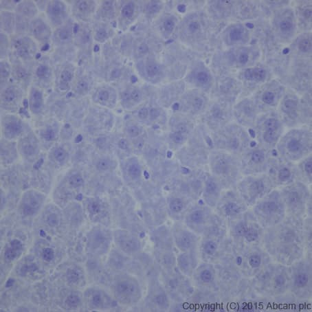 Olfactory Marker Protein Omp Antibody Epr19190 Bsa And Azide Free Ab250712  Immunohistochemistry Formalin Pfa Fixed Paraffin Embedded Sections Img97867