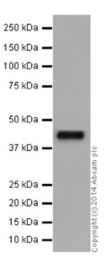 Ilkap Antibody Epr16145 Ab196013  Western Blot Img25293