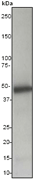 Caspase 5 Antibody Ep876y Bsa And Azide Free Ab247301  Western Blot Img136739