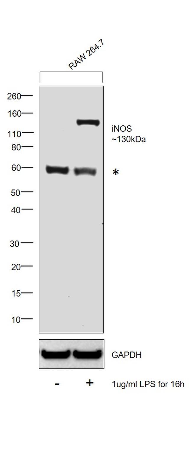 Anti-iNOS antibody(ab3523)
