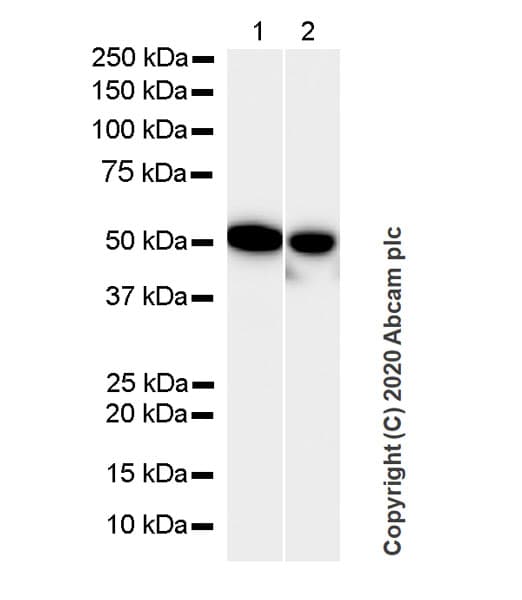 Anti-mouse IgG for IP (HRP)(AB131368)
