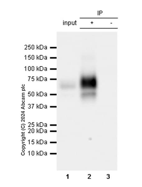 Lox 1 Antibody Epr27871 67 Bsa And Azide Free Ab317690  Immunoprecipitation Img432142