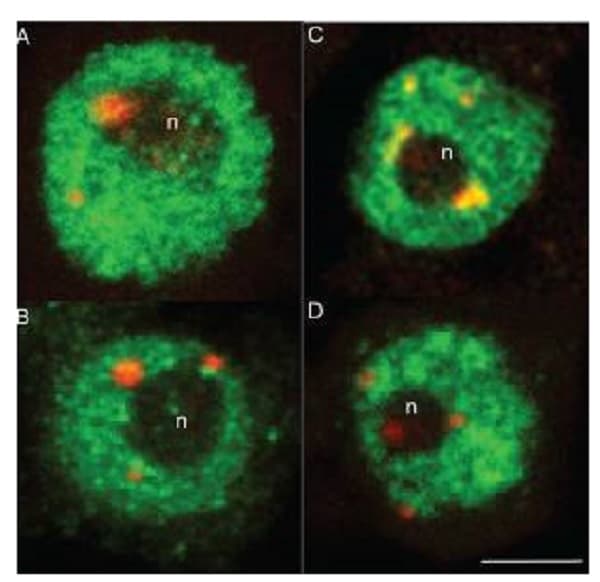 Goat Anti-Rabbit IgG H&L (Cy3 ®) preadsorbed(AB6939)