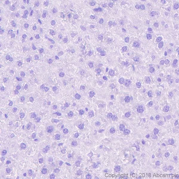 Bnp Antibody Epr22339 65 Bsa And Azide Free Ab243857  Immunohistochemistry Formalin Pfa Fixed Paraffin Embedded Sections Img81979
