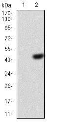 Eif5a Antibody 4e10f6 Ab204939  Western Blot Img152018