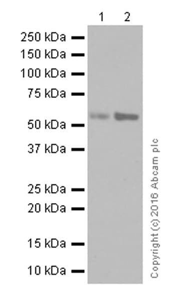 Anti-Tyrosine Hydroxylase antibody [EP1532Y] - Neuronal Marker(AB137869)