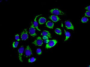 Mrps15 Antibody Epr9361 Ab137070  Immunocytochemistry Immunofluorescence Img6995