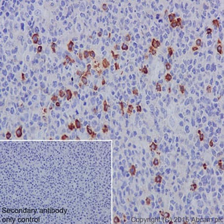 Anti-Human IgG antibody [EPR4421](AB109489)