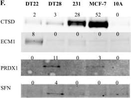 Anti-Peroxiredoxin 1/PAG antibody [EPR5433](AB109498)