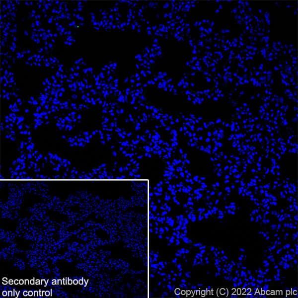Gaba A Receptor Alpha 2 Gabra2 Antibody Epr26485 185 Bsa And Azide Free Ab307360  Immunohistochemistry Frozen Sections Img405544