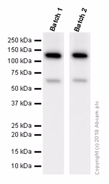 Vinculin Antibody Epr8185 Ab129002 Western Blot Img168330