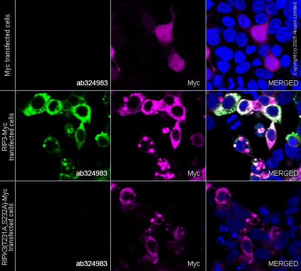 Alexa Fluor® 647 Anti-Myc tag antibody [9E10](AB223895)