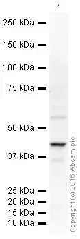 HRP Anti-Dux4 antibody [E5-5](AB208840)
