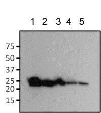 Anti-EGFP antibody [F56-6A1.2.3](AB184601)